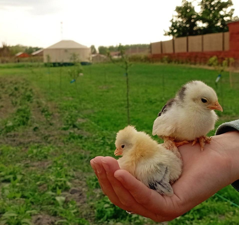 Jurtafarm Rackeve - A Nomad Luxus Hotel Luaran gambar